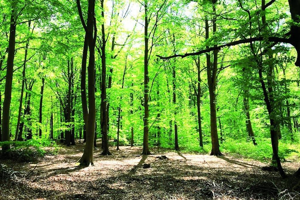 Ostsee-Ferienwohnung Uhlnuest Graal-Mueritz Gelbensande Eksteriør billede